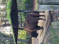 Themeparkzoo - Planckendael, parc animalier zoo à Malines en Belgique