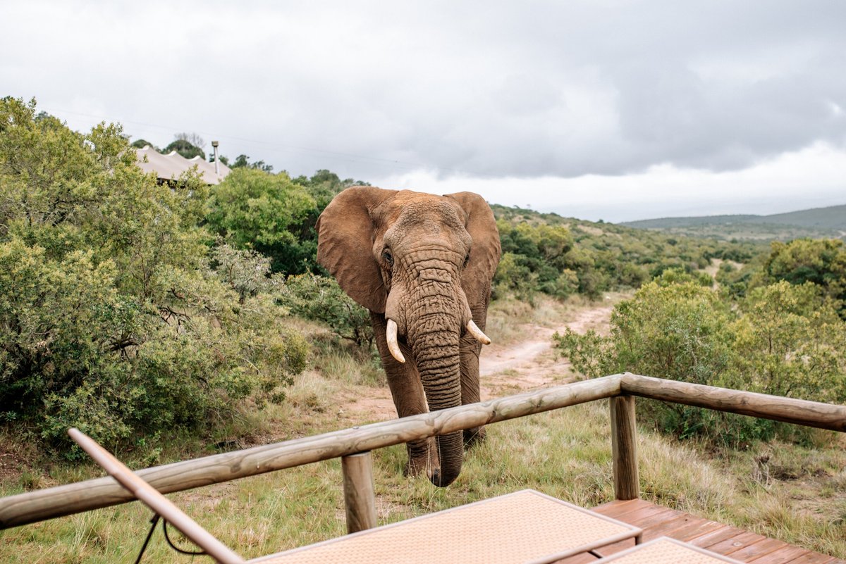 BUKELA GAME LODGE - AMAKHALA GAME RESERVE (Заповедник Амакала) - отзывы,  фото и сравнение цен - Tripadvisor