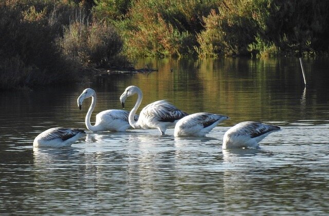 birds & nature tours lda