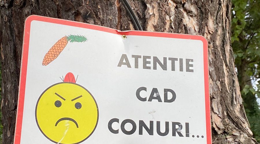 Careful , falling pinecones. On the shores of the lake. 