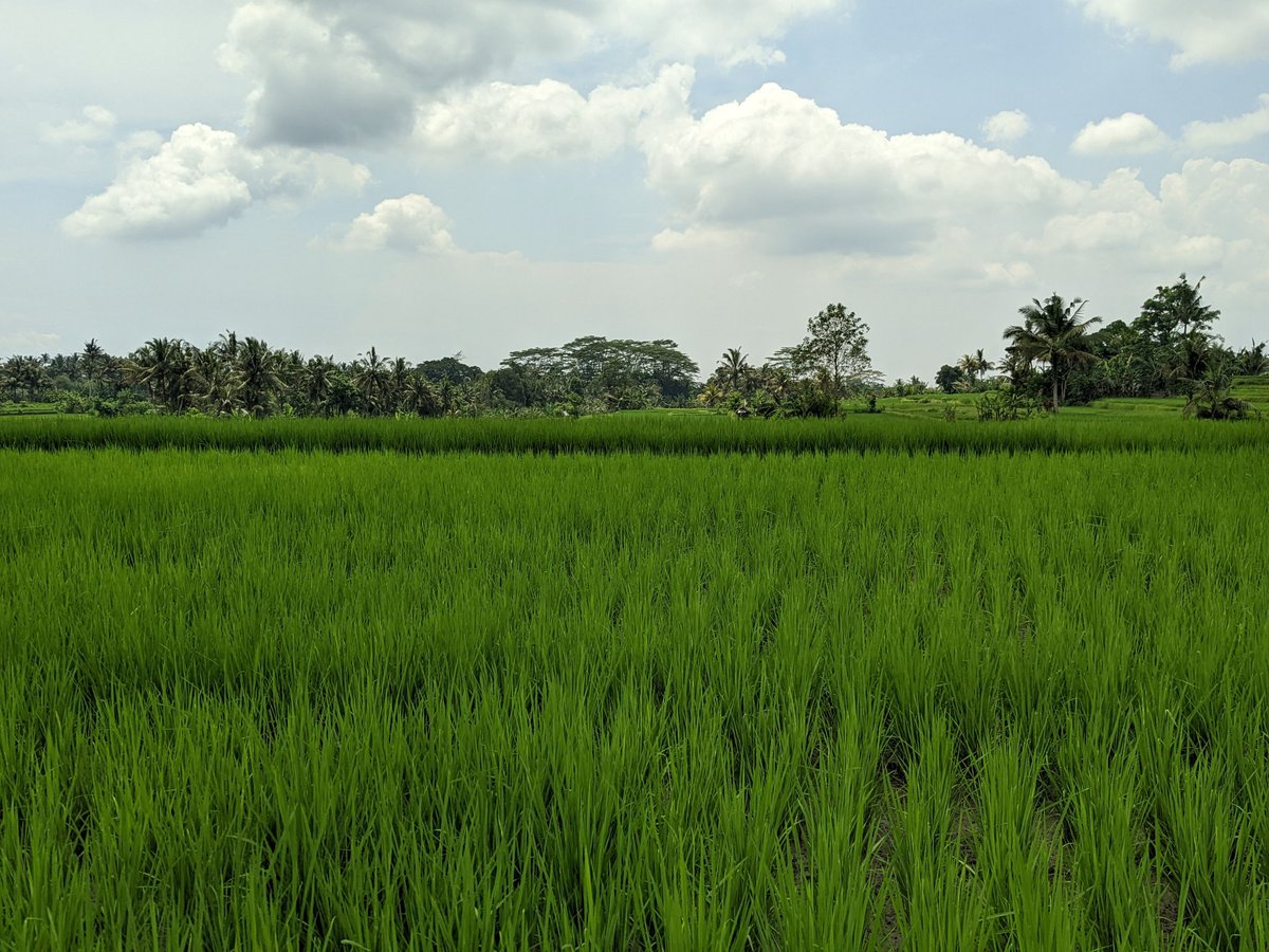 Bali Bird Walks (Ubud) - All You Need to Know BEFORE You Go