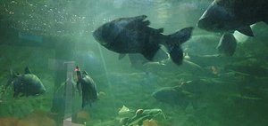 Aquário Natal (Extremoz) - ATUALIZADO 2023 O que saber antes de ir - Sobre o que as pessoas estão falando - Tripadvisor Aquário Natal (Extremoz) - ATUALIZADO 2023 O que saber antes de ir - Sobre o que as pessoas estão falando - Tripadvisor
