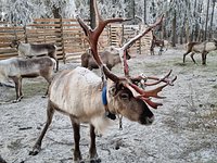 Fishing - Palosaari Reindeer and Fishing Farm, Kuusamo, Finland