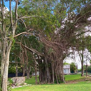 Liqueur de rhum au cafédélicieux - Picture of Cuba, Caribbean -  Tripadvisor