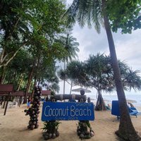 Coconut Beach - All You Need to Know BEFORE You Go (2024)