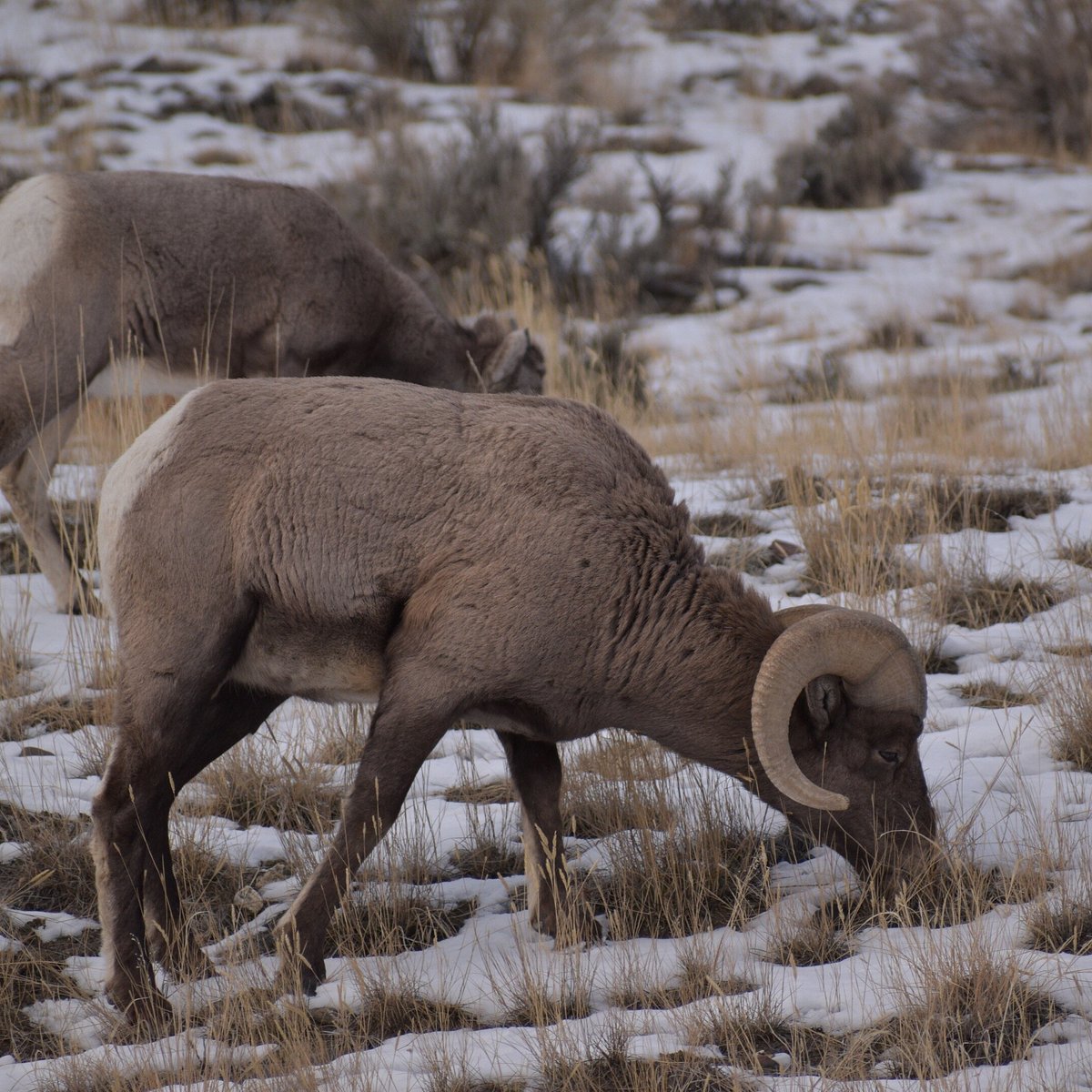 Yellowstone Recreation Company (West Yellowstone) 2023 Lo que se debe