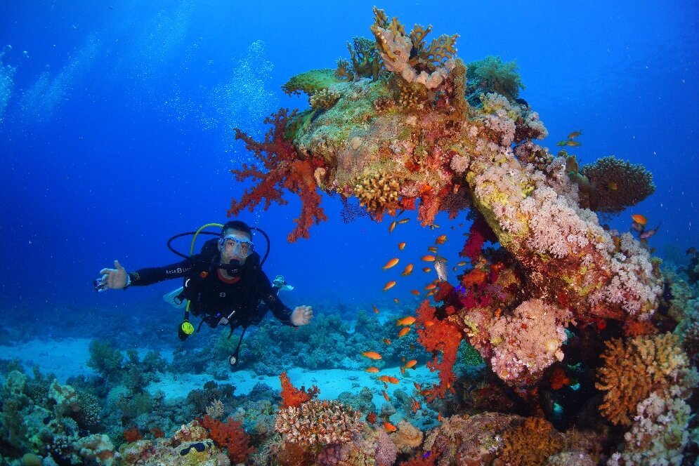 Sinai Dive Club (Sharm El Sheikh) - All You Need to Know BEFORE You Go