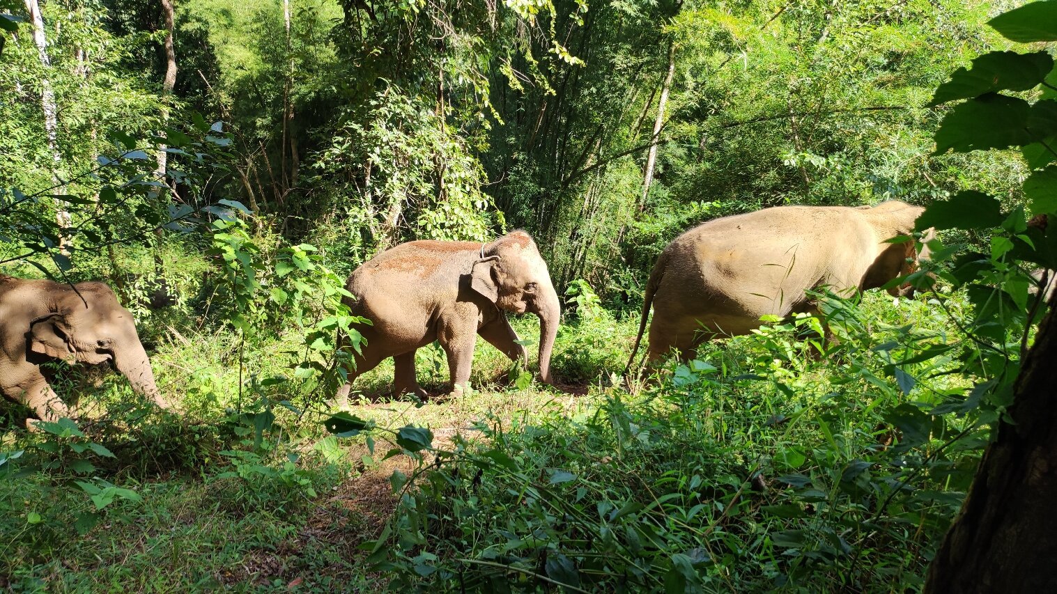 Toto's Elephant Sanctuary (Chiang Mai) - All You Need to Know BEFORE You Go