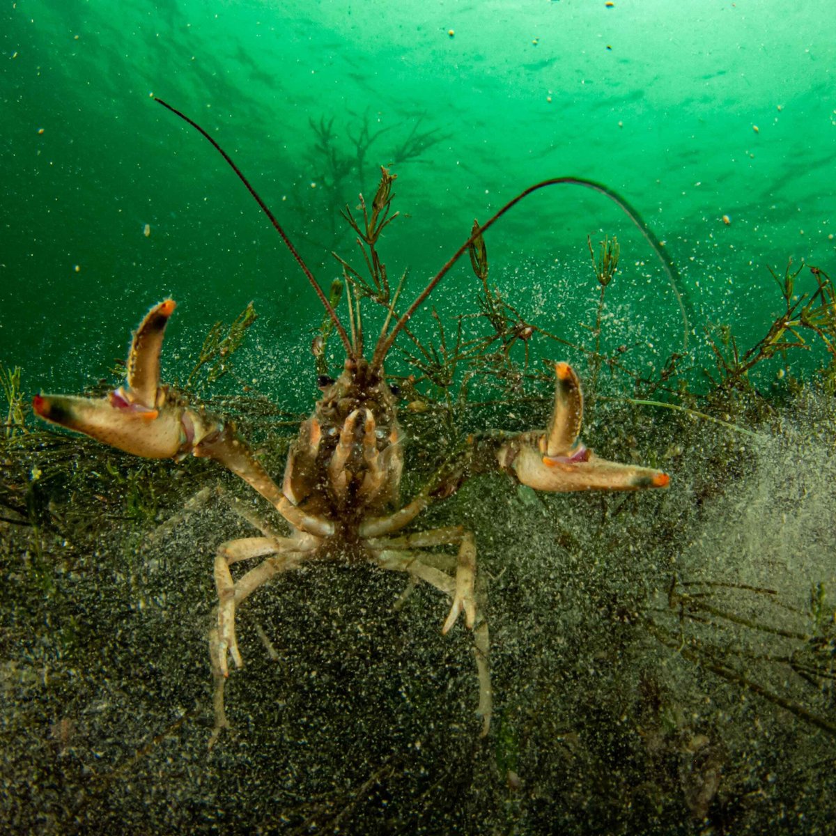 scuba-do-langenargen-ce-qu-il-faut-savoir-pour-votre-visite-avec