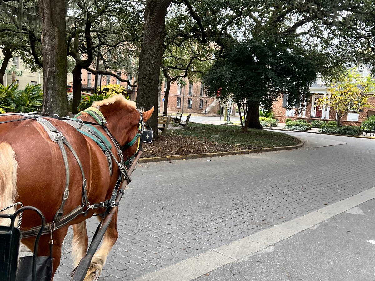 savannah horse drawn carriage tours