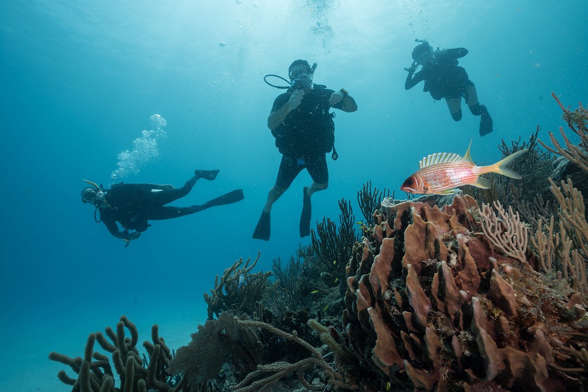 playa del carmen diving reviews