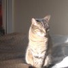 Meow28