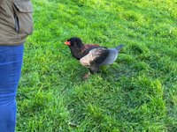 File:Tabley Superior - Gauntlet Birds of Prey Centre.jpg - Wikipedia