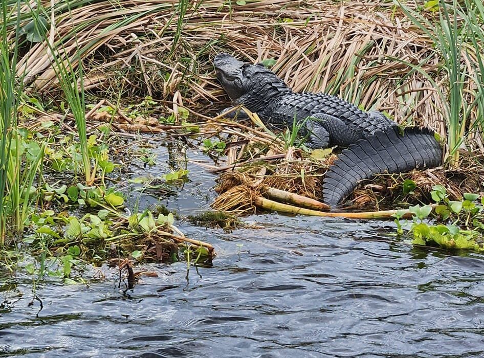 Gator Bait Airboat Adventures (Vero Beach) - All You Need to Know ...