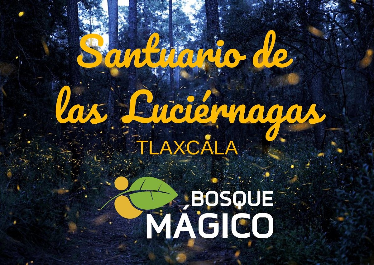 Santuario de las Luciernagas - Bosque Magico (Tlaxcala) - All You Need to  Know BEFORE You Go