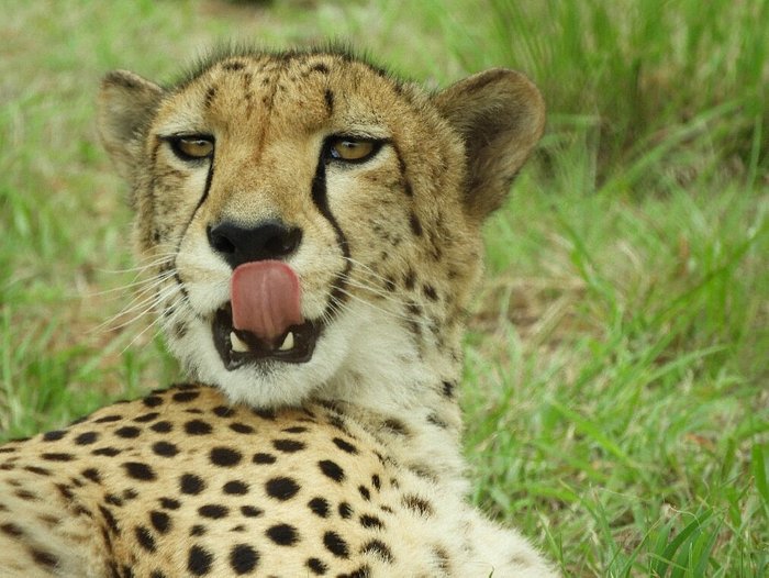 LION AND CHEETAH SANCTUARY - Lodge Reviews (Cullinan, Africa)