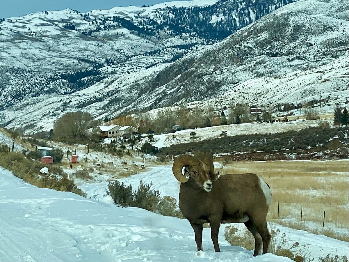 yellowstone wolf tracker tours