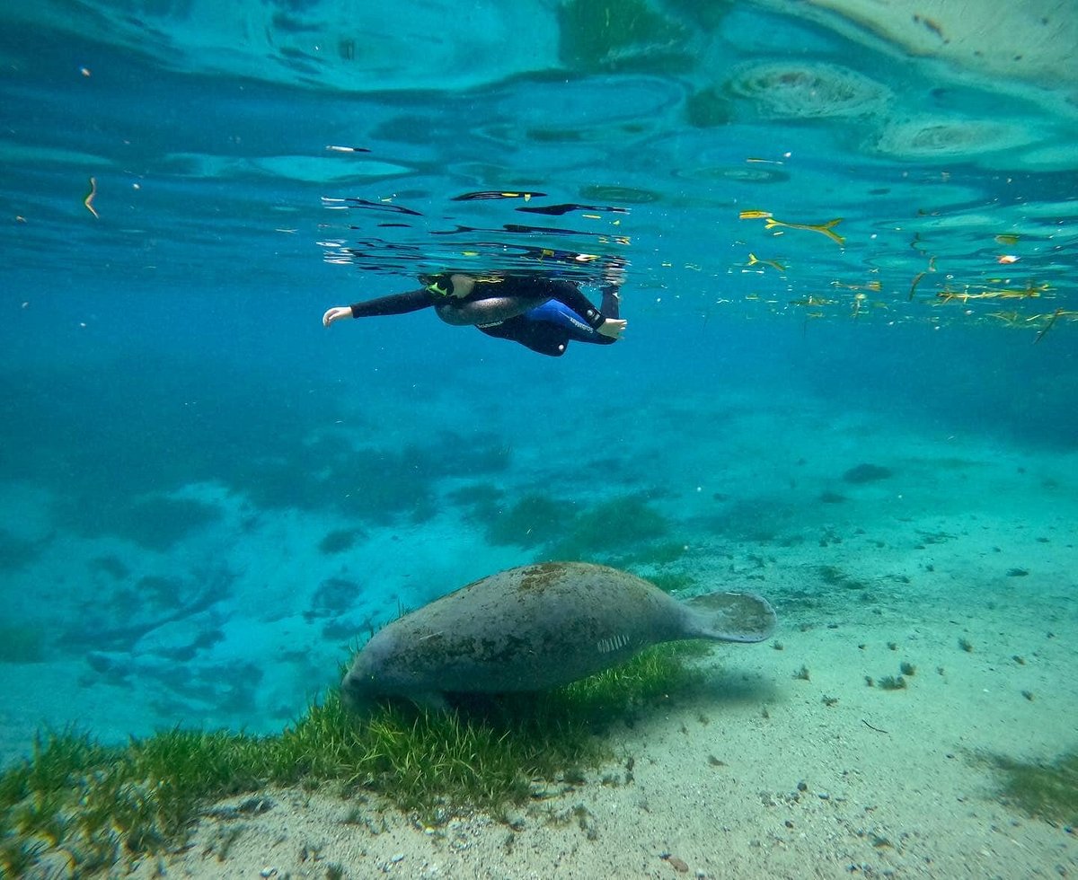 manatee tour and dive reviews