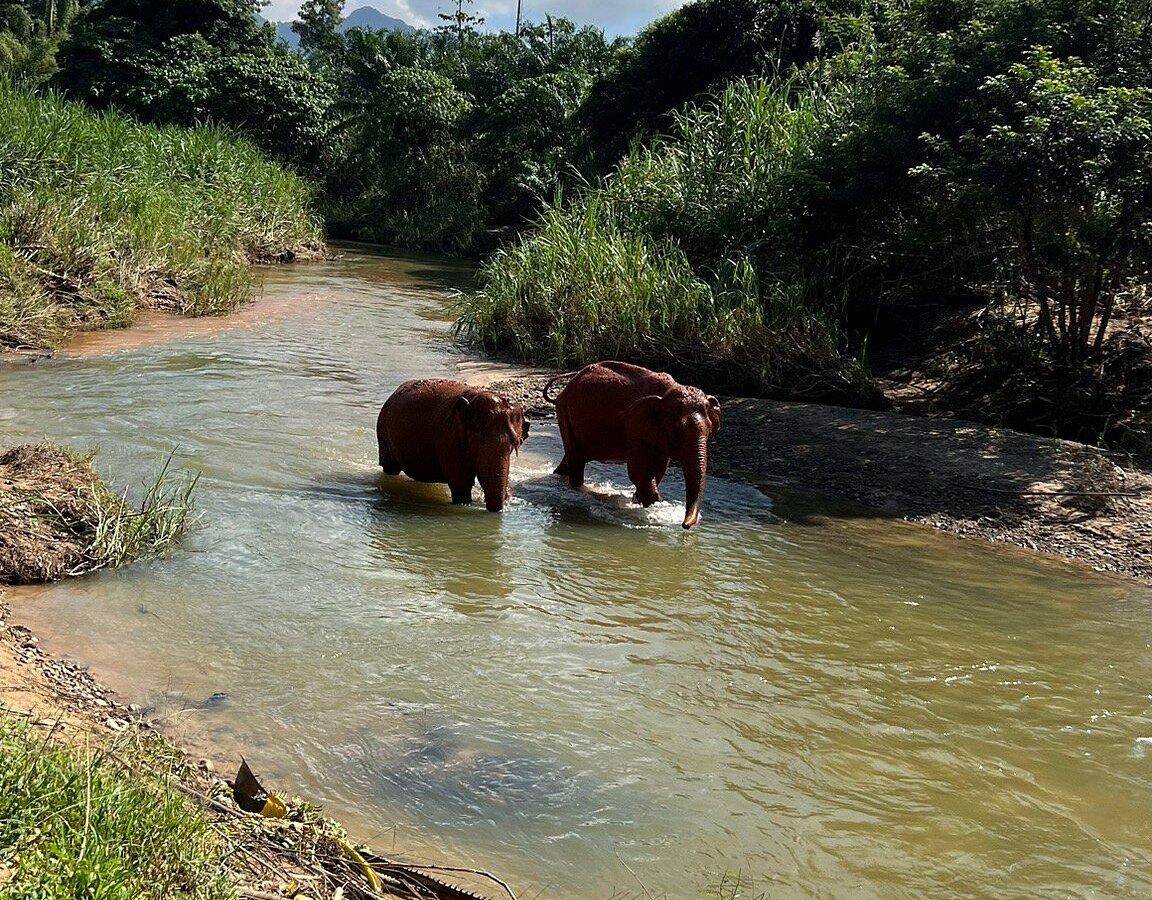 Krabi Elephant House Sanctuary Sai Thai All You Need To Know Before You Go