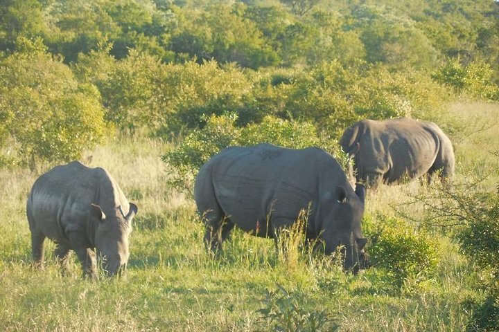 2024 Full-Day Kruger Park Safari from Nelspruit, Whiteriver or Hazyview