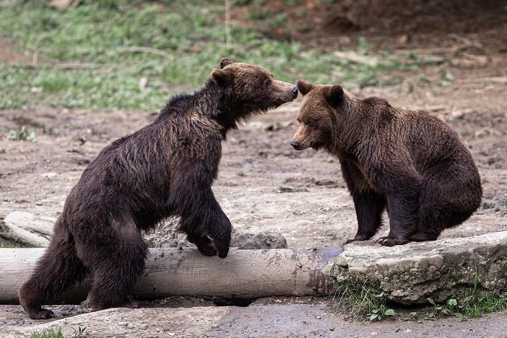 Tripadvisor | Orso a guardare l'esperienza vicino a Brasov fornito da NeoTour Brasov | Romania