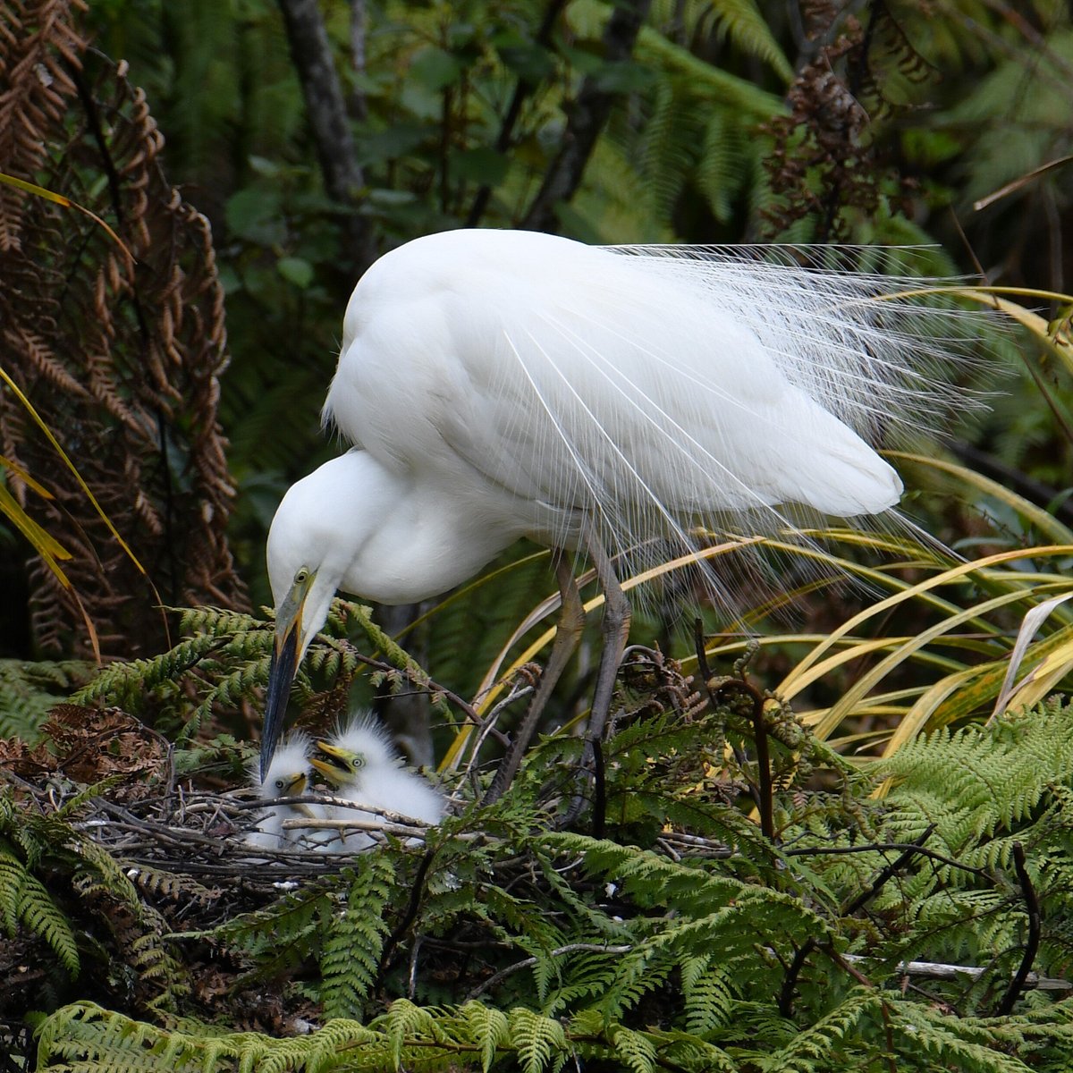 WHITE HERON SANCTUARY TOURS WHATAROA - All You Need to Know BEFORE You Go