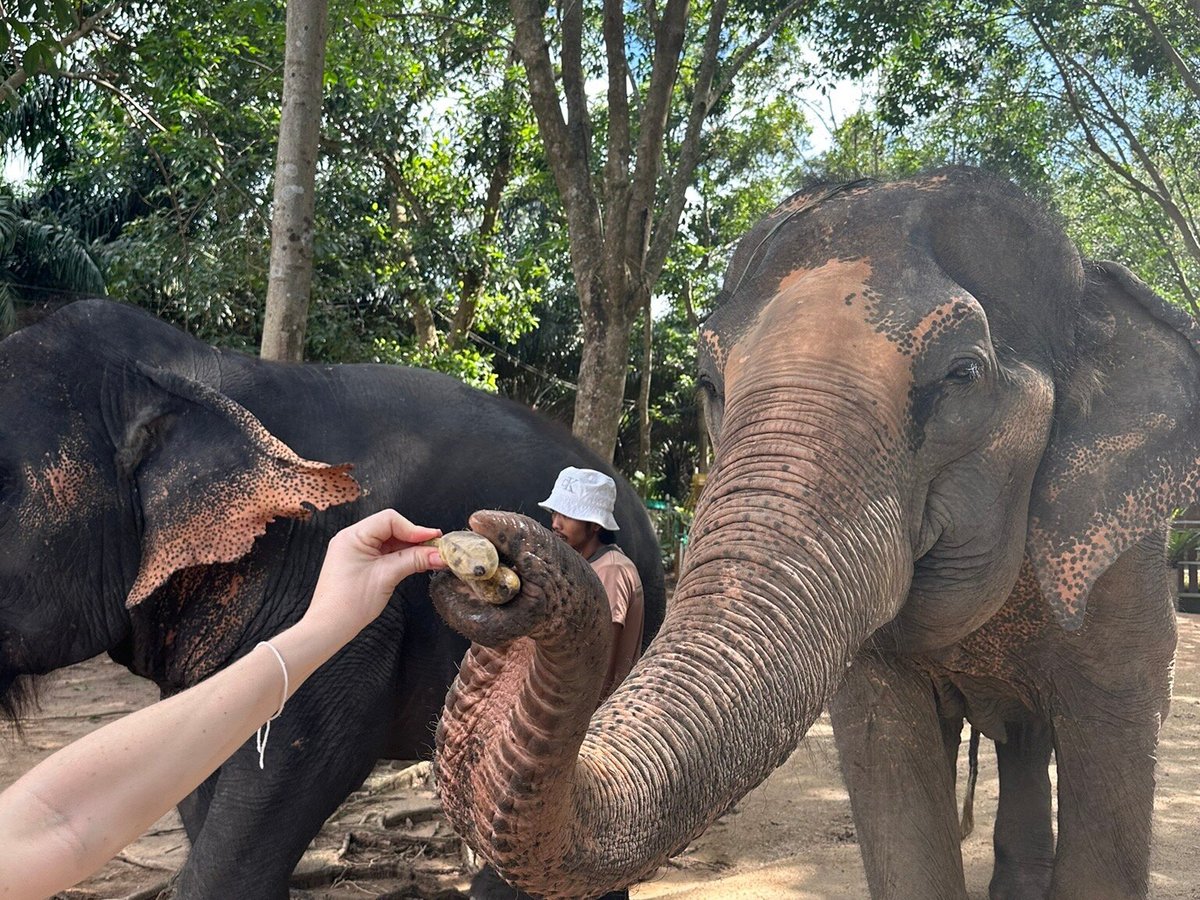 Samui Elephant Home (Ko Samui) - All You Need to Know BEFORE You Go