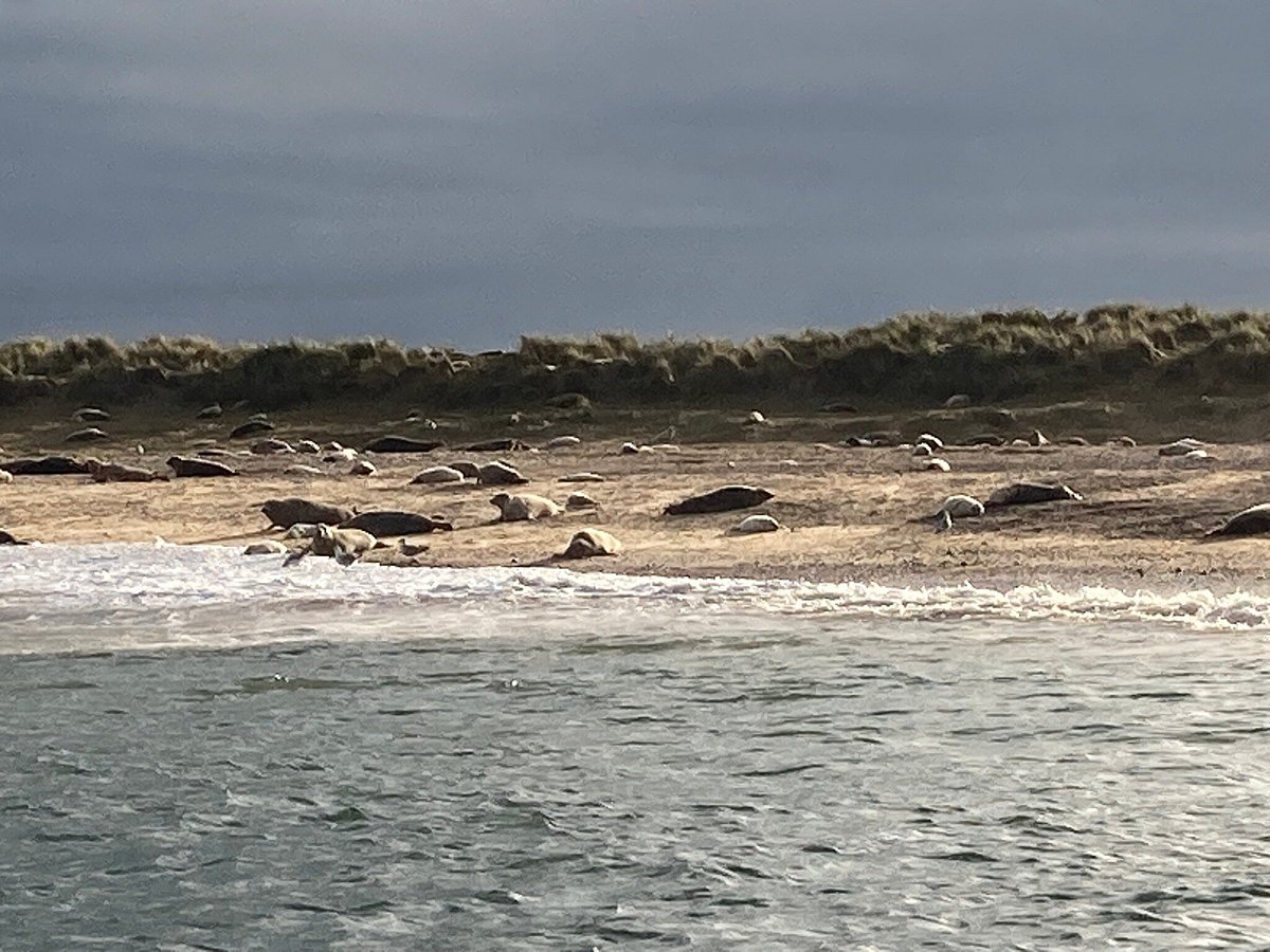 temple seal trips at blakeney point photos