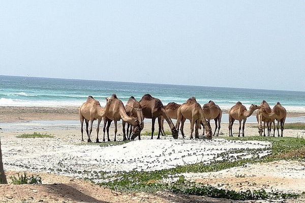 غداء على شاطئ طاقة
