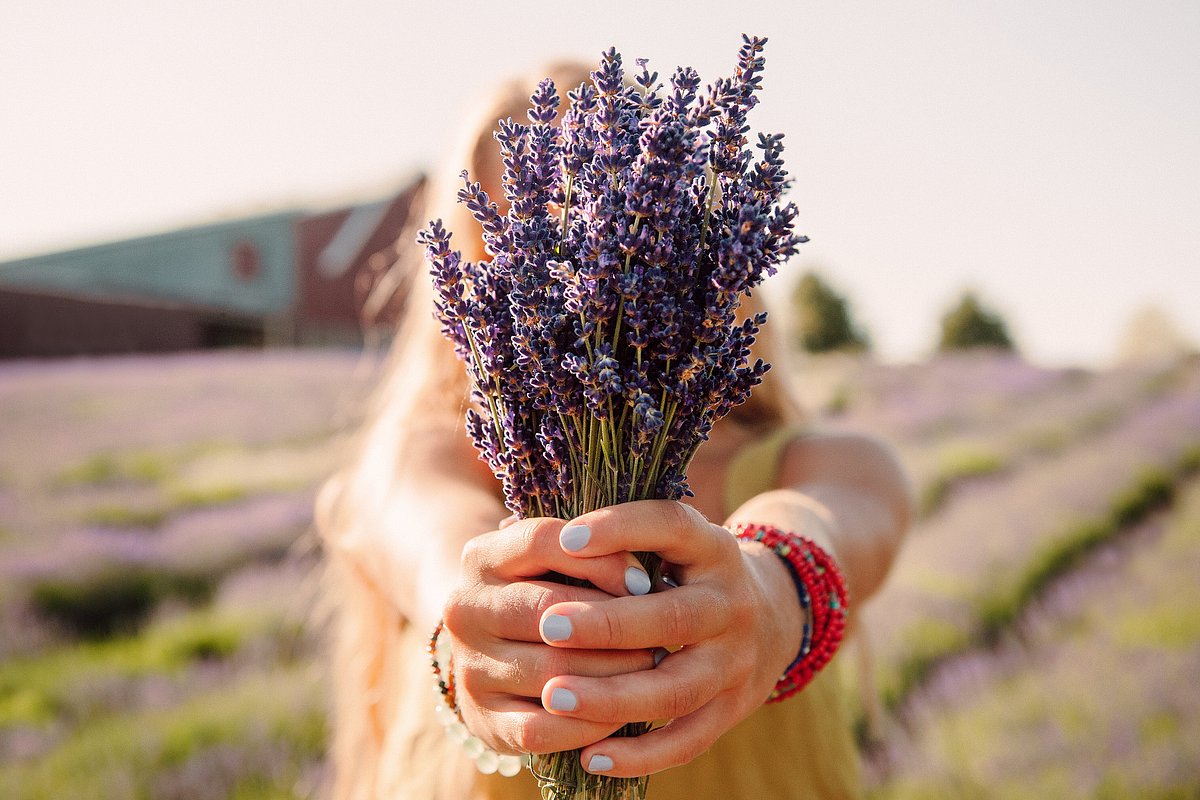 Culinary Lavender | Dried Culinary Lavender | Hope Hill Lavender Farm