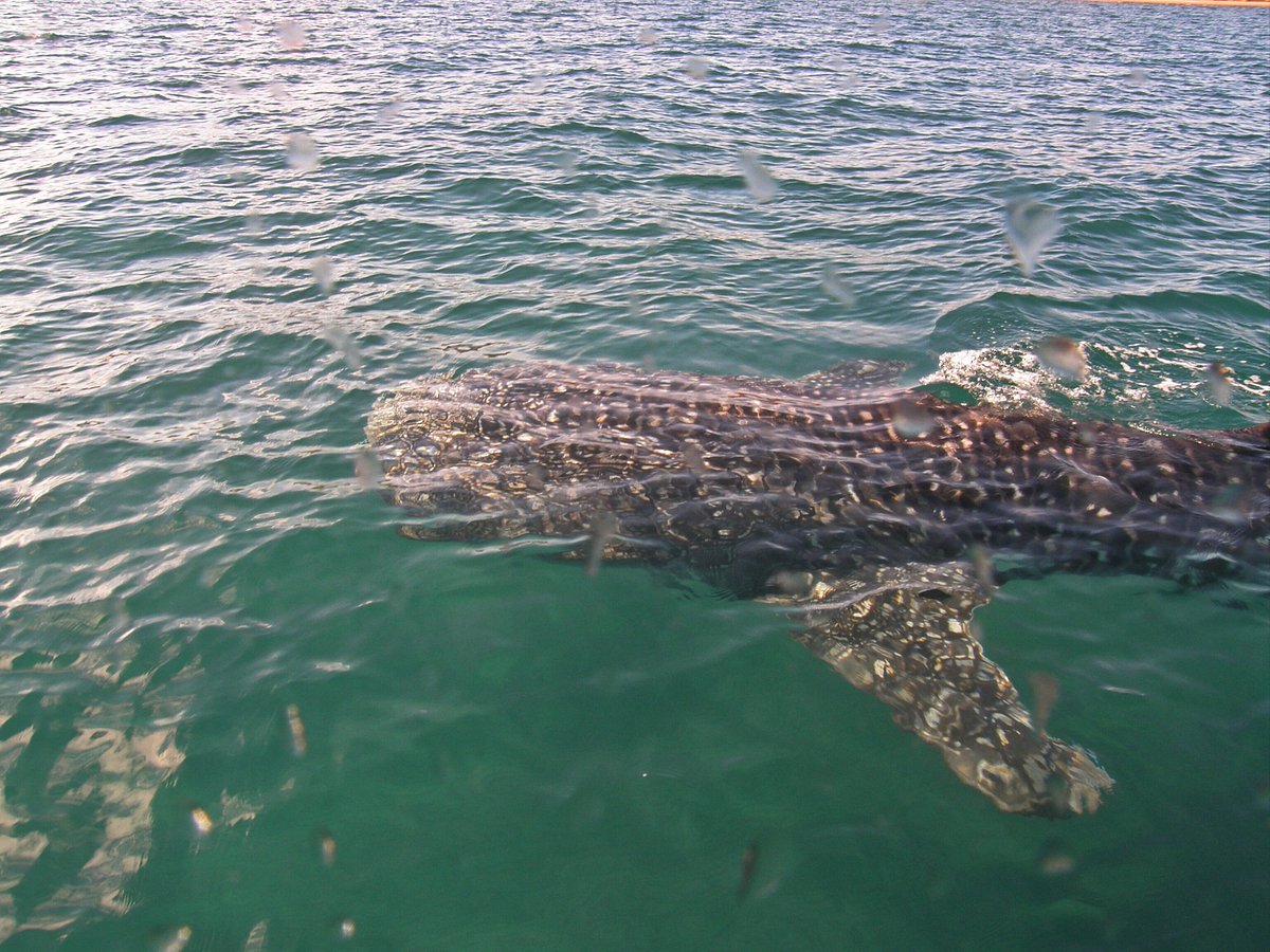 Lobitos Seafari (La Paz) - All You Need to Know BEFORE You Go