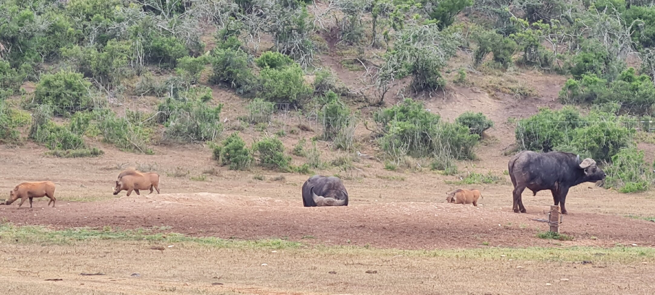 ADDO REST CAMP Hotel (Addo Elephant National Park, Africa): Prezzi 2023 ...