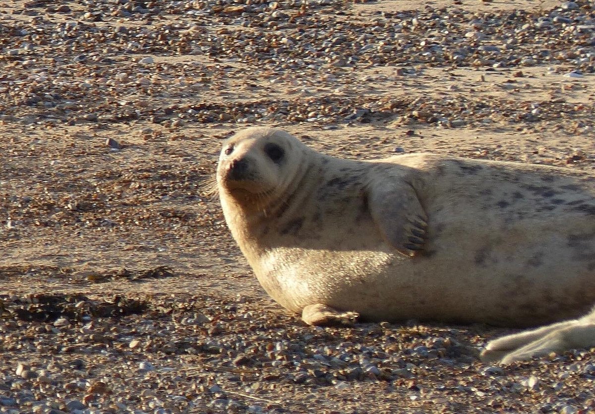 seal trips blakeney point