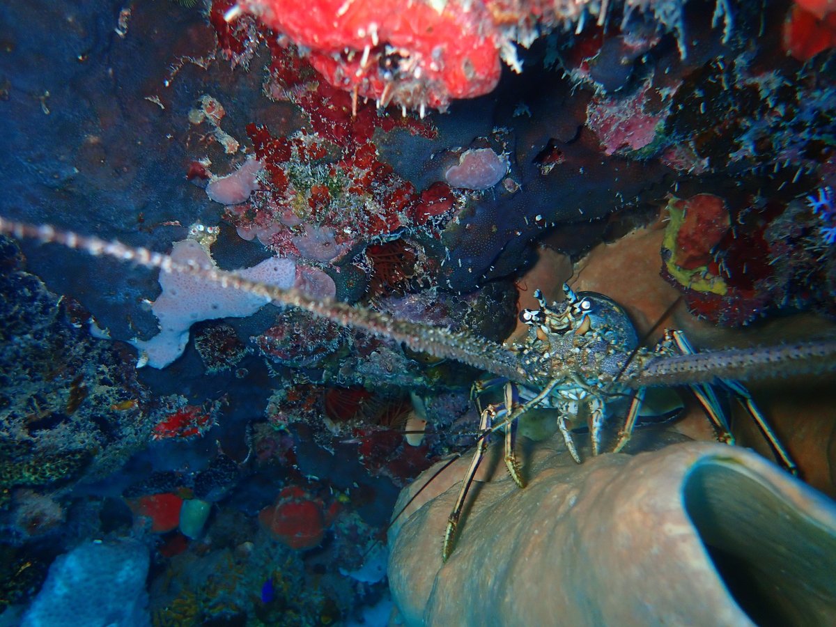 tank ha playa del carmen