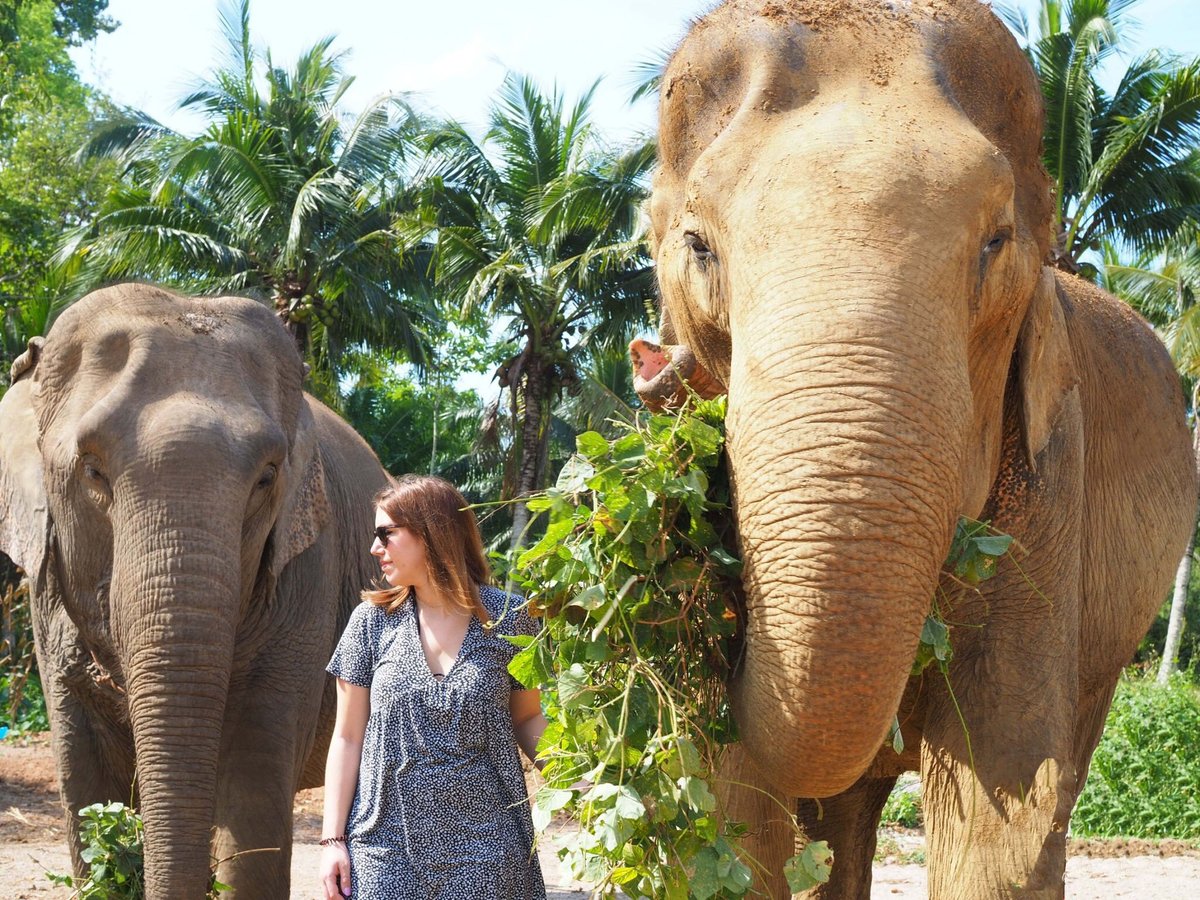 Aonang Elephant Sanctuary, Ао Нанг: лучшие советы перед посещением -  Tripadvisor