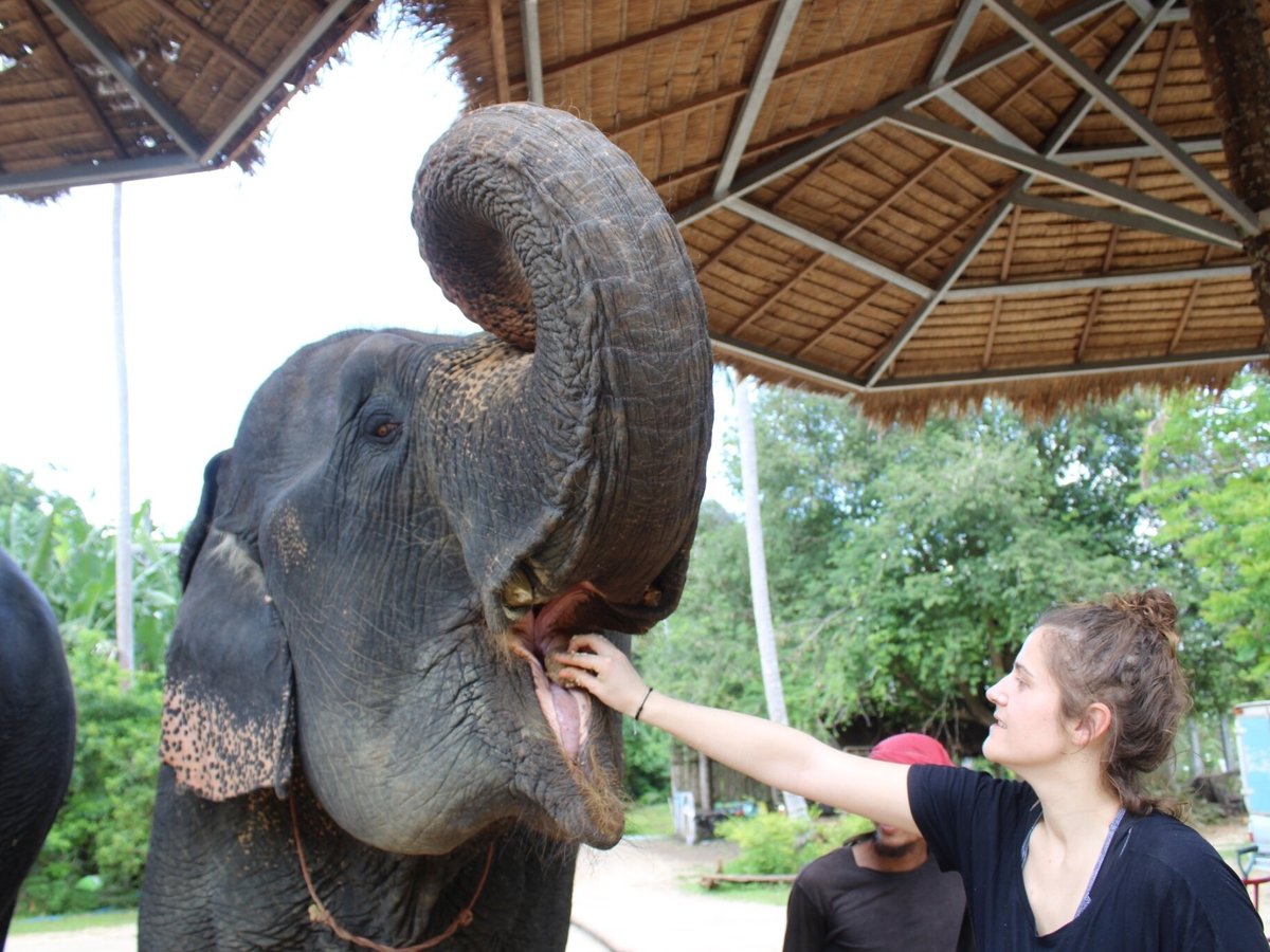 Aonang Elephant Sanctuary, Ао Нанг: лучшие советы перед посещением -  Tripadvisor