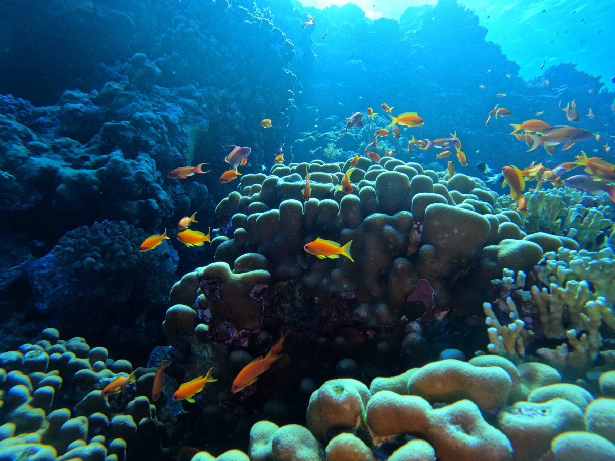 Red Sea Diving (hurghada) - All You Need To Know Before You Go