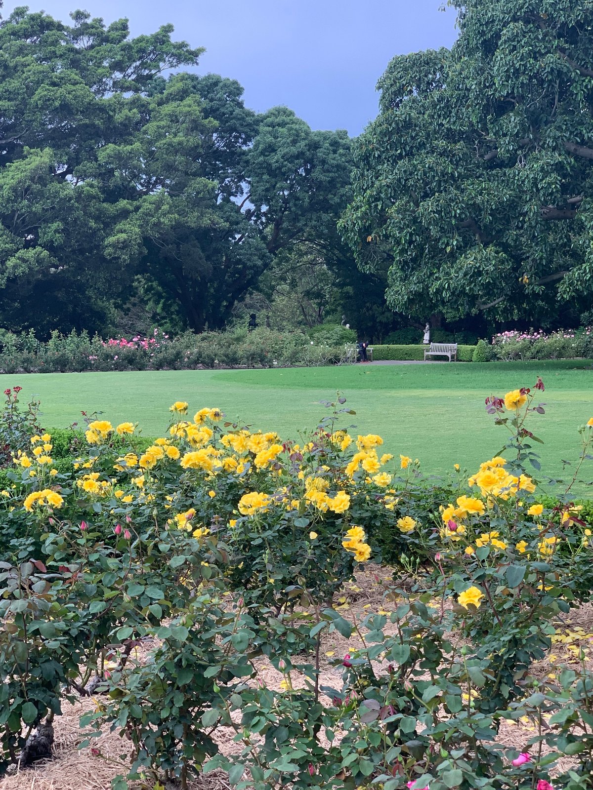 2024 (Sydney) Christmas Lunch in Sydneys Botanical Gardens