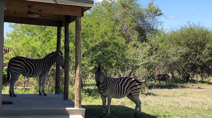 Zebras on the veranda of the Semi-tented Bush Cabin, checking in.  When we say you will get close up with some of Africa's most beloved animals, we mean it!  Numerous animals will pass by your room if you book one of the Bush Cabins or Room 7.  This is an African Safari Treat as you will live in a very comfortable Unit with Aircon while being directly connected to Africa!