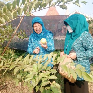 Djoglo bernuansa pedesaan dan persawahan yg asri