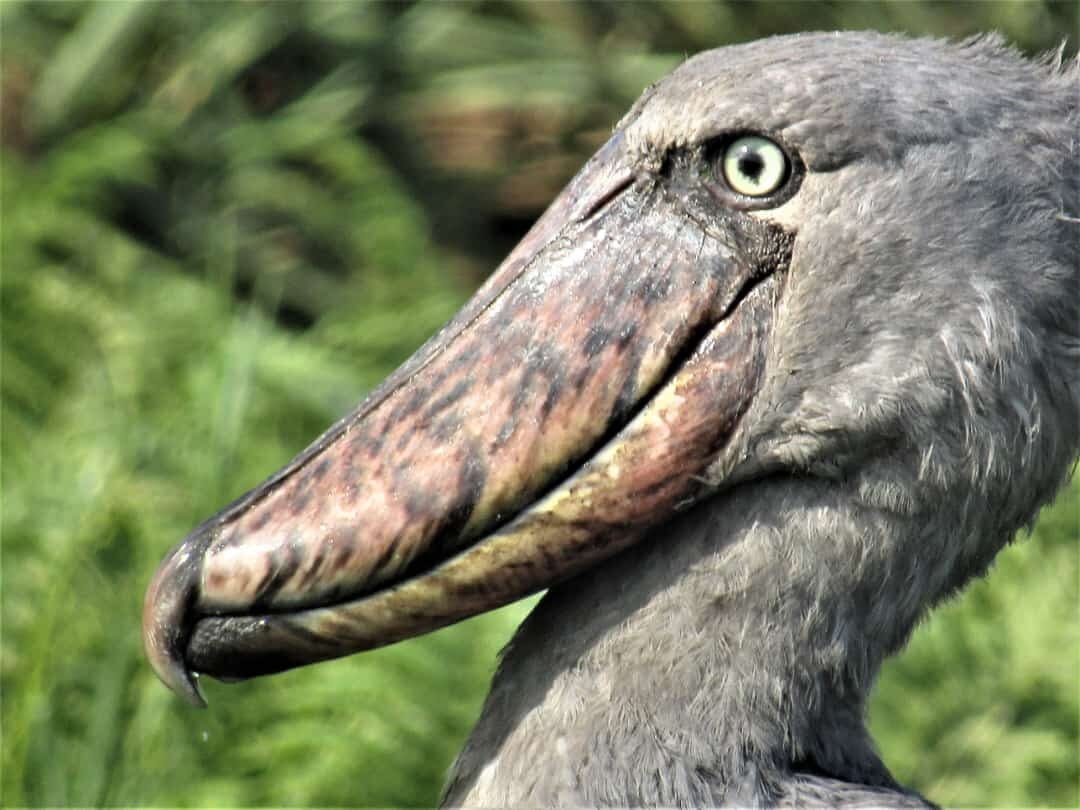 Mabamba Swamp Shoebill Bird Watching (Entebbe) - All You Need to Know ...