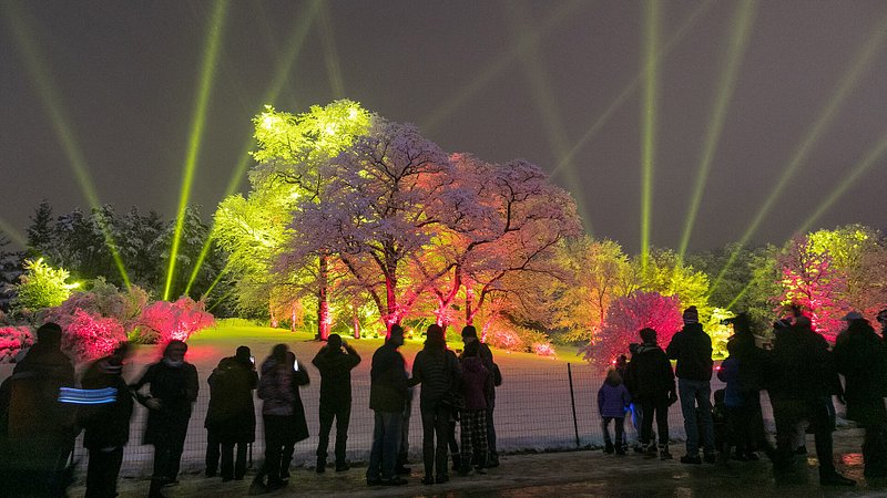 Electric Illumination at The Morton Arboretum 