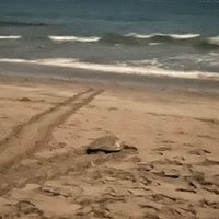 2023 Night Turtle Nesting Tour from Tamarindo