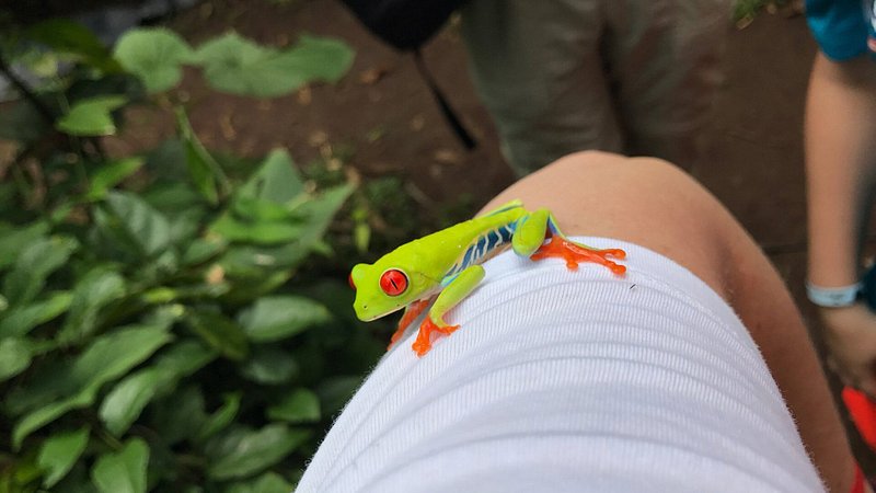Neon green frog on a man’s leg