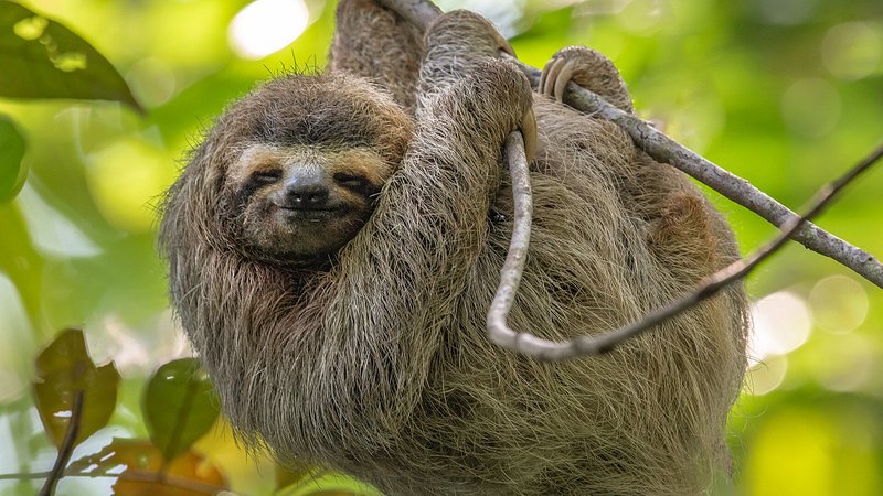 A Costa Rican three-toed sloth takes a snooze