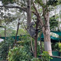 Currumbin Wildlife Sanctuary: All You Need to Know BEFORE You Go