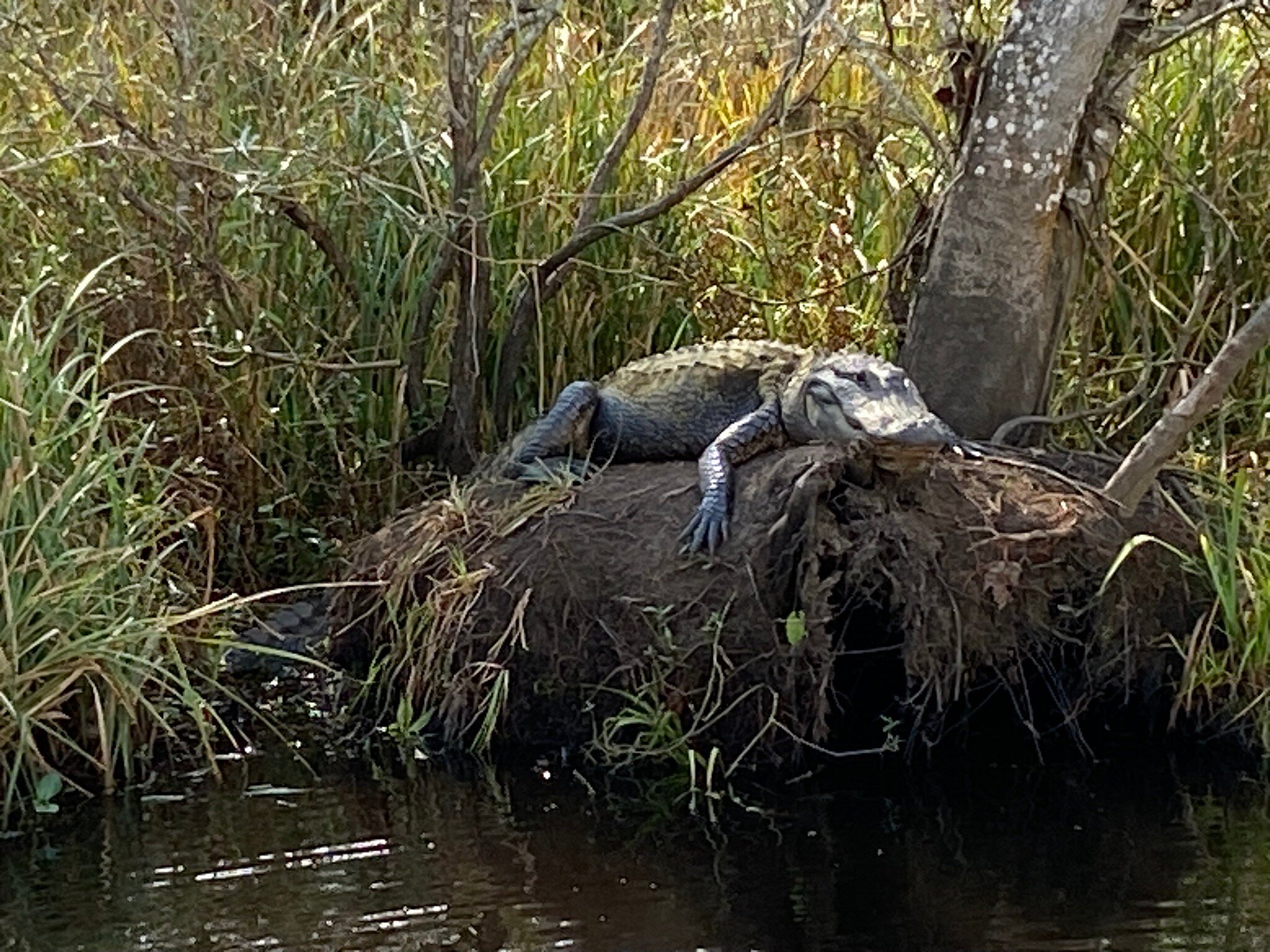 swamp tours laplace louisiana