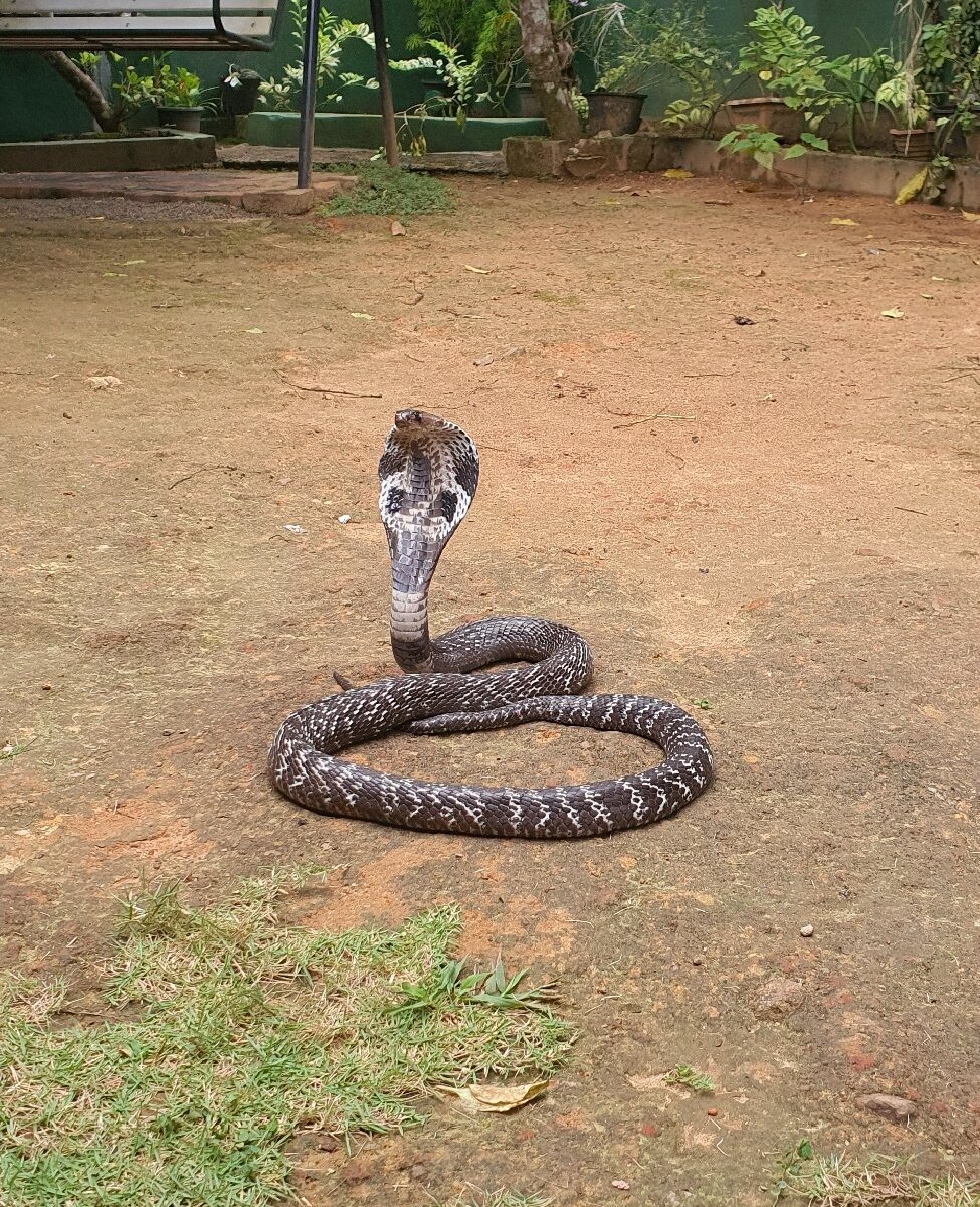 Snake Farm Sri Lanka (Weligama) - All You Need to Know BEFORE You Go