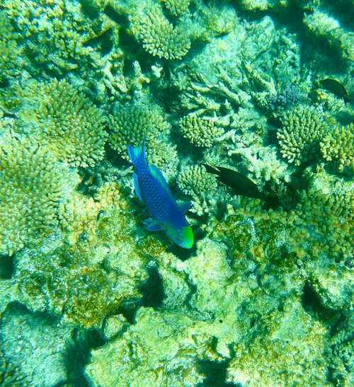 Southern Great Barrier Reef Sonia L review images