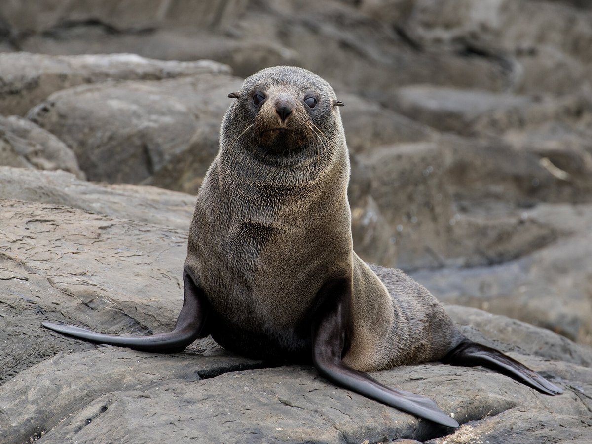 Kangaroo Island Ocean Safari (Penneshaw): All You Need to Know